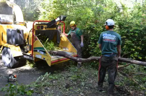 tree services Fruitland Park